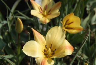 Tulipa batalinii 'Apricot Jewel' bestellen